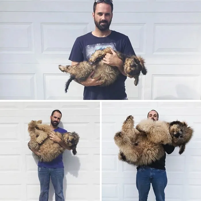 De cachorro a oso pardo en 9 meses