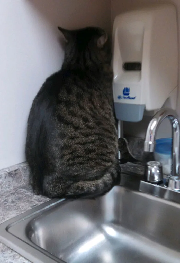 There’s Nowhere To Hide At The Vet’s Office