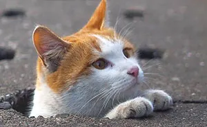 Japanese Photographer Captures Stray Cats Having Fun And Not Giving A Damn In The World