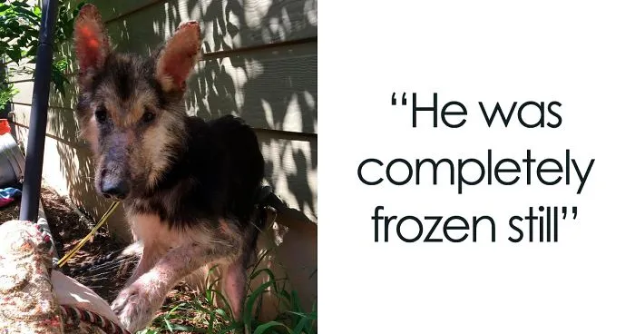 Woman Finds A Stray Dog Trapped In A Wire Bed Frame, It Takes Him 4 Months To Make A Full Recovery