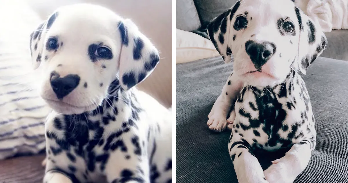 Este dálmata llamado Wiley tiene un corazón en la nariz y la gente lo adora