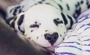 Wiley The Dalmatian Has A Heart On His Nose And People Are In Love