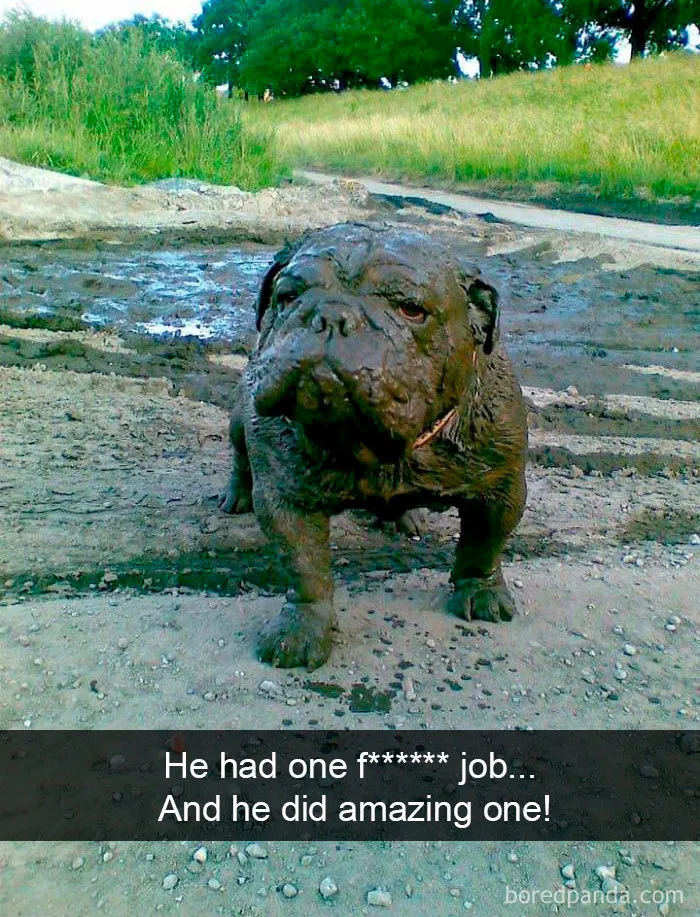 30 Funny And Cute Dog Snapchats That Will Hopefully Make Your Day