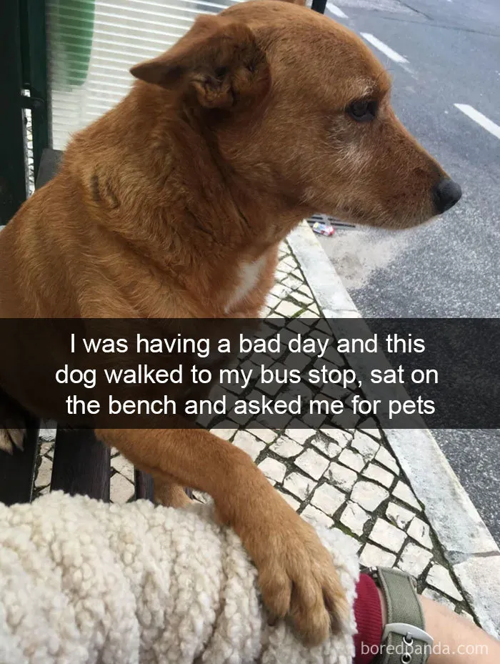 30 Funny And Cute Dog Snapchats That Will Hopefully Make Your Day