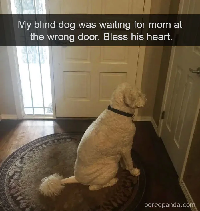 30 Funny And Cute Dog Snapchats That Will Hopefully Make Your Day