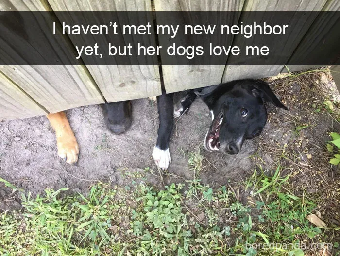 30 Funny And Cute Dog Snapchats That Will Hopefully Make Your Day