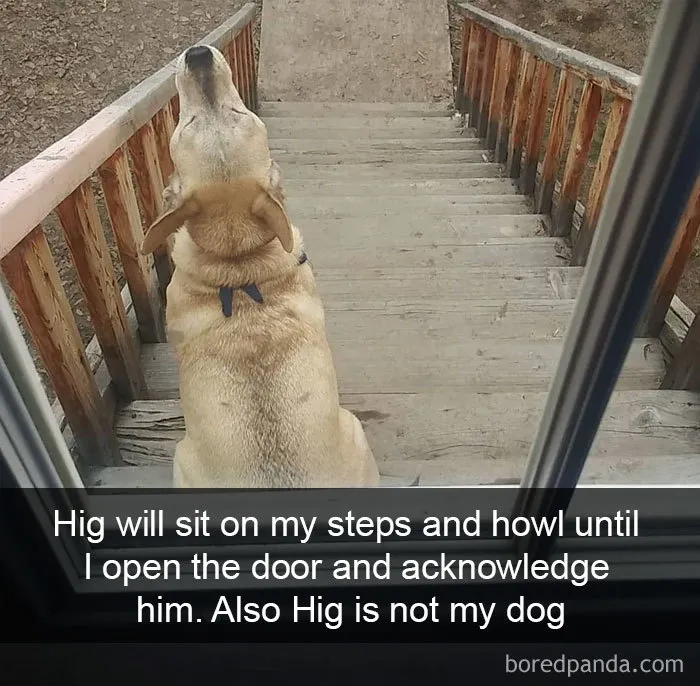 30 Funny And Cute Dog Snapchats That Will Hopefully Make Your Day