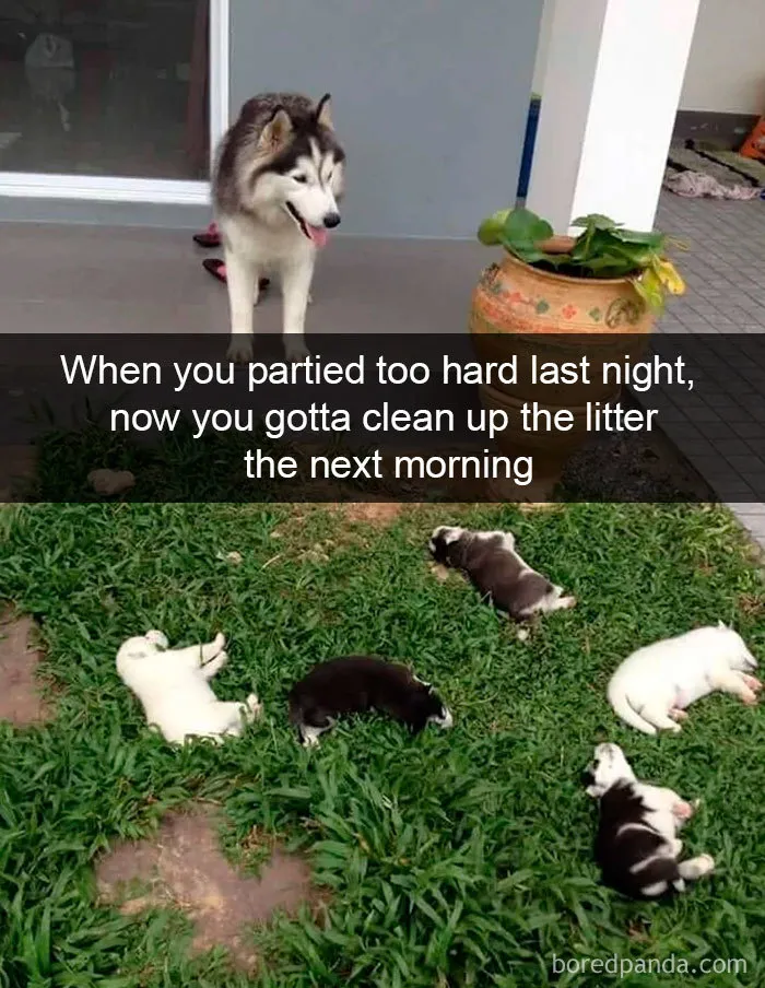 30 Funny And Cute Dog Snapchats That Will Hopefully Make Your Day