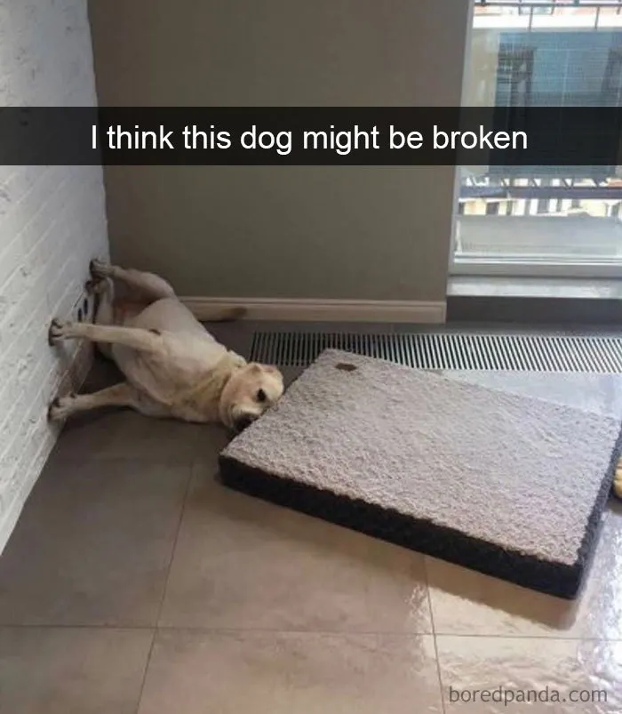 30 Funny And Cute Dog Snapchats That Will Hopefully Make Your Day