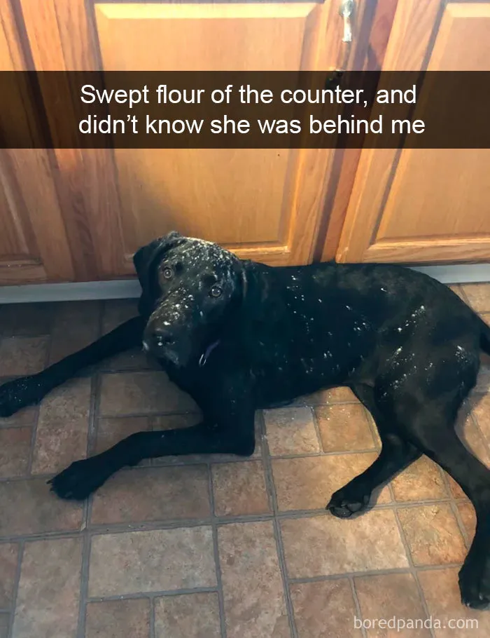 30 Funny And Cute Dog Snapchats That Will Hopefully Make Your Day