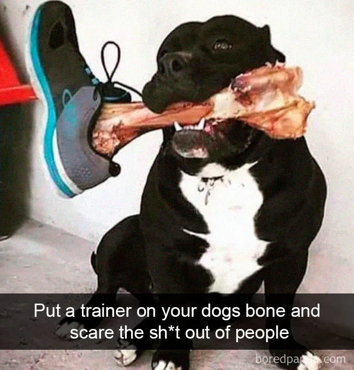 30 Funny And Cute Dog Snapchats That Will Hopefully Make Your Day
