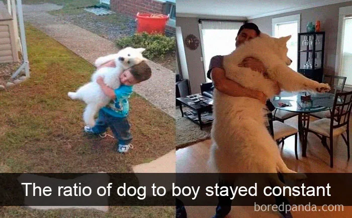 30 Funny And Cute Dog Snapchats That Will Hopefully Make Your Day
