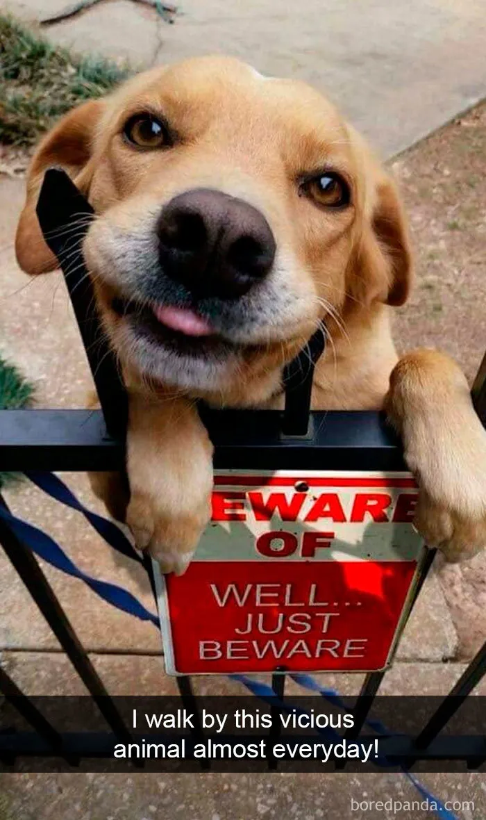 30 Funny And Cute Dog Snapchats That Will Hopefully Make Your Day