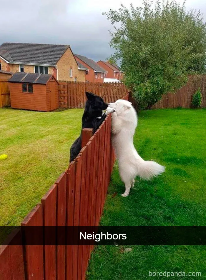 30 Funny And Cute Dog Snapchats That Will Hopefully Make Your Day