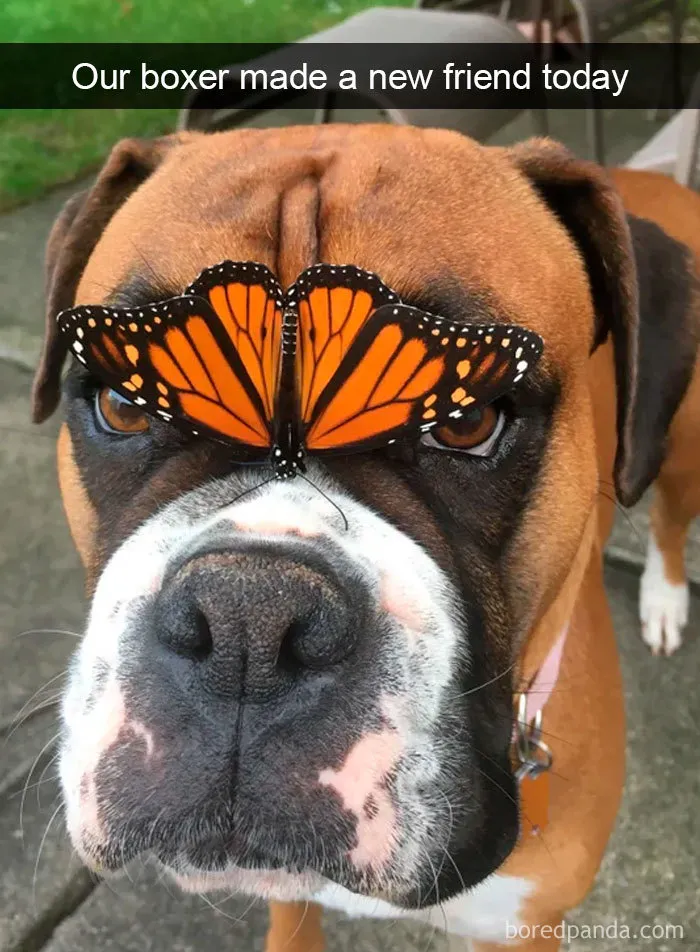 30 Funny And Cute Dog Snapchats That Will Hopefully Make Your Day