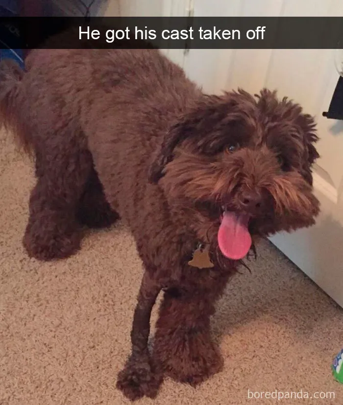 30 Funny And Cute Dog Snapchats That Will Hopefully Make Your Day