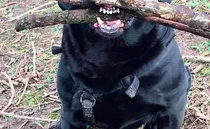 30 Funny And Cute Dog Snapchats That Will Hopefully Make Your Day