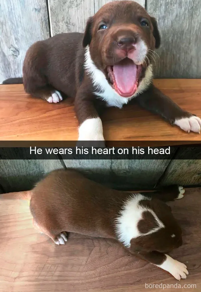 30 Funny And Cute Dog Snapchats That Will Hopefully Make Your Day