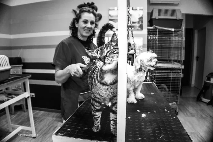 C-At Work: A Photographic Project About Cats That Live In Working Places (New Pics)
