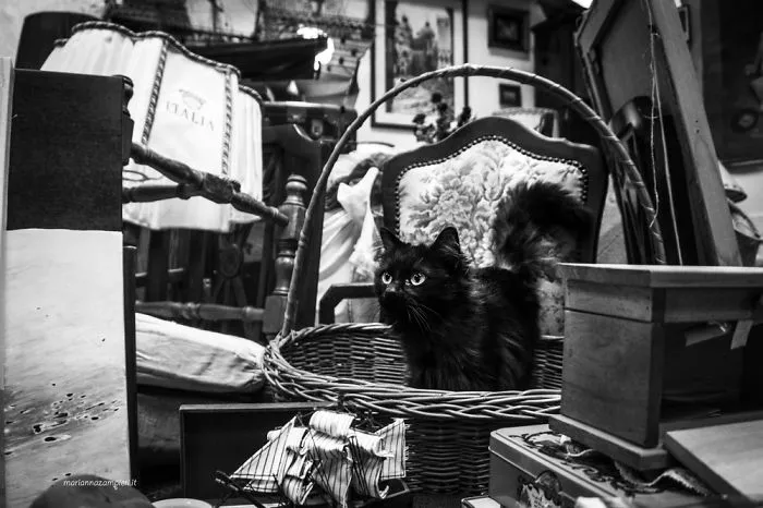 Charlotte At The Antique Dealer