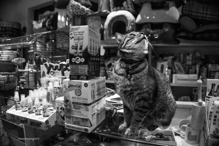 Giulio At The Pet Store