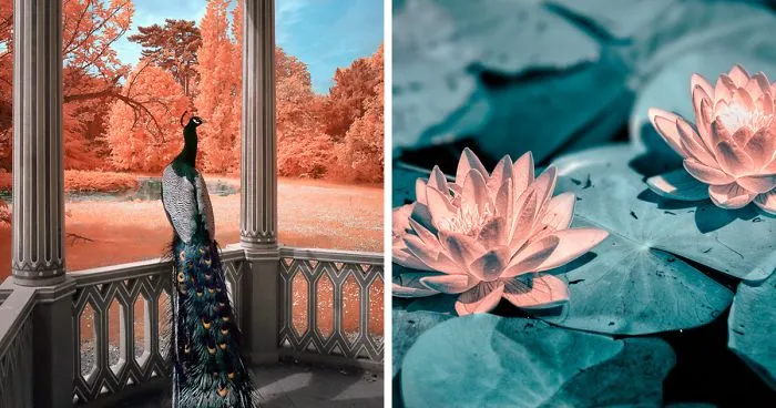 I Made A Lens Filter To Recreate Infrared Photography With My Modified Digital Camera
