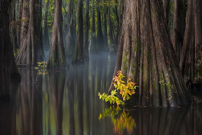 Southern Usa, Thorsten Scheuermann