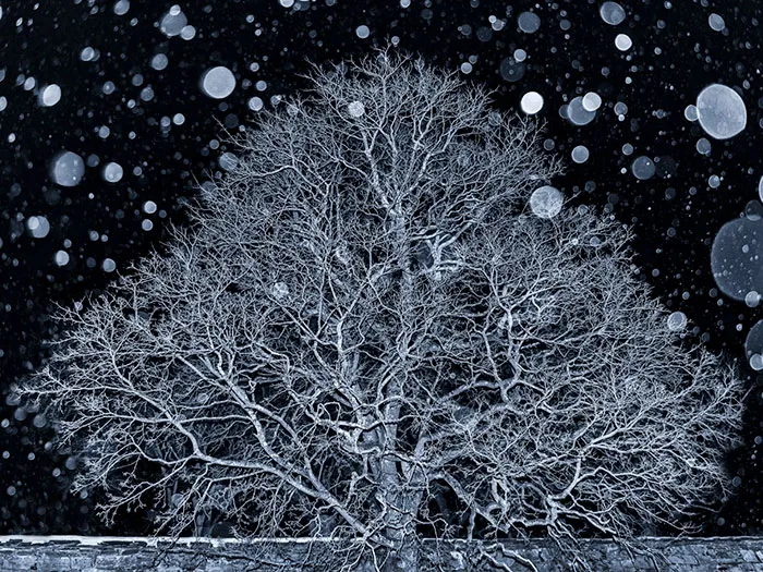 2018 The Exemplary Tree Award, Oslo, Norway, Ann Kristin Lindaas