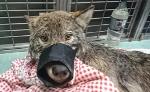 Two Workers In Estonia Rescued “Dog” From Frozen Lake, Brought It To Shelter Without Knowing It Was A Wolf