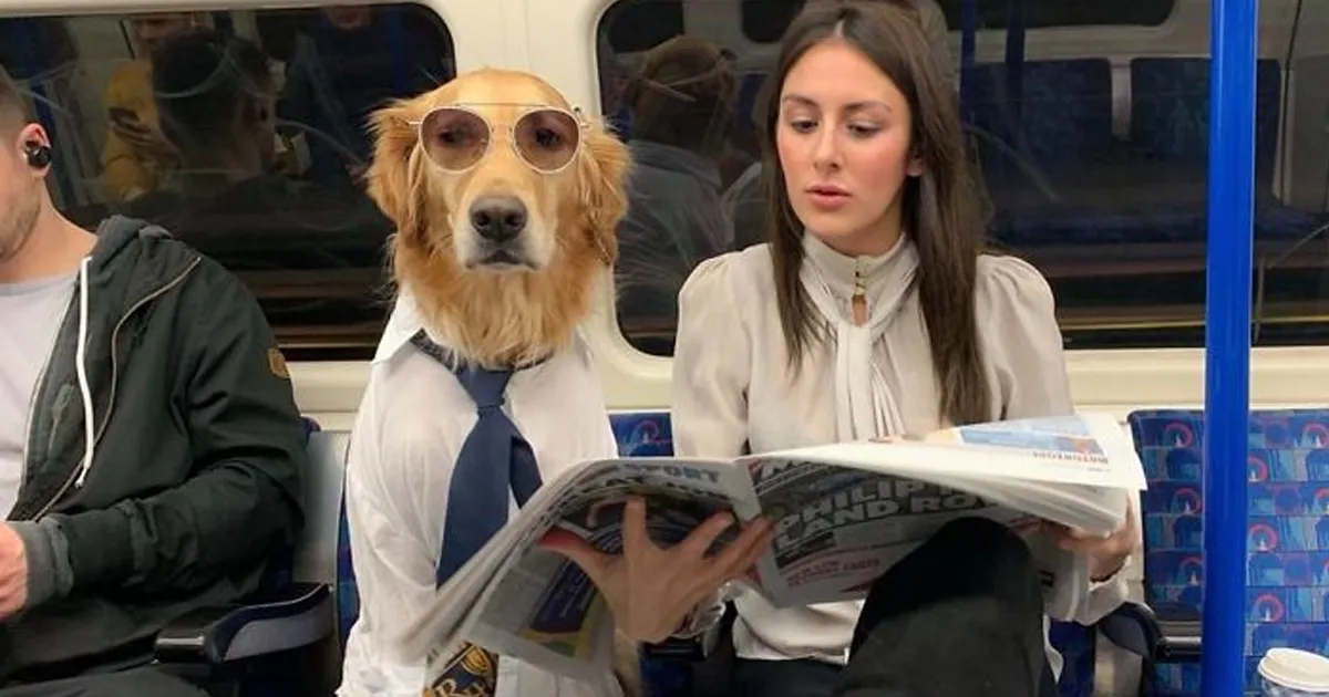 Estoy un poco obsesionada con mi perro, pero no me arrepiento en ningún momento (22 fotos)