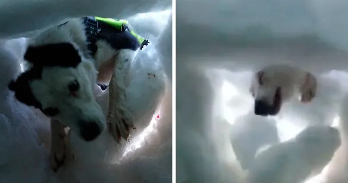 Buried In Snow, This Man Films A Mountain Rescue Dog Saving Him And It's Lovely