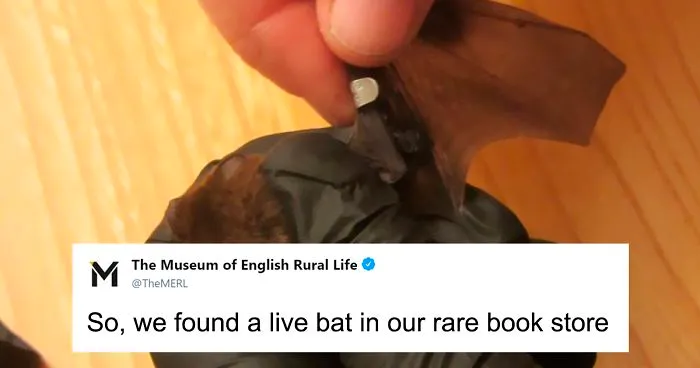 UK Library Museum Posts Hilarious Twitter Thread About A Bat Found In Their Store