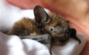 UK Library Museum Posts Hilarious Twitter Thread About A Bat Found In Their Store