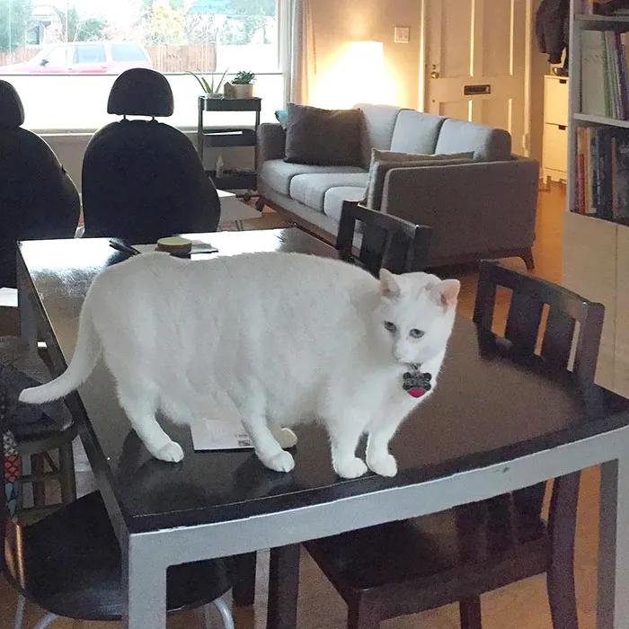 Cuando intentas hacer fotos de la casa y aparece tu gato de 6 patas