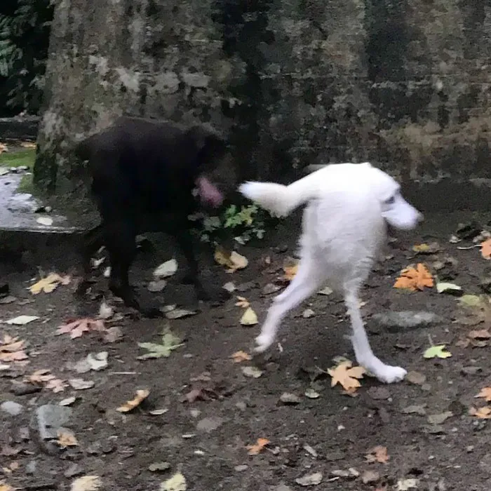 Ahora mis perros parecen Sonic el erizo