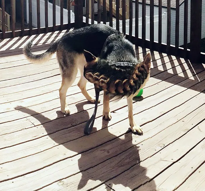 Milo, mi perro de 11 cabezas