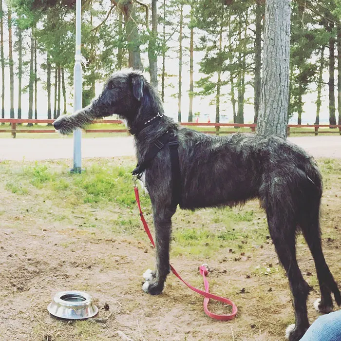That's A Long Snout