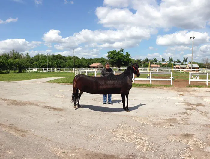 Intentando hacer una panorámica de un caballo