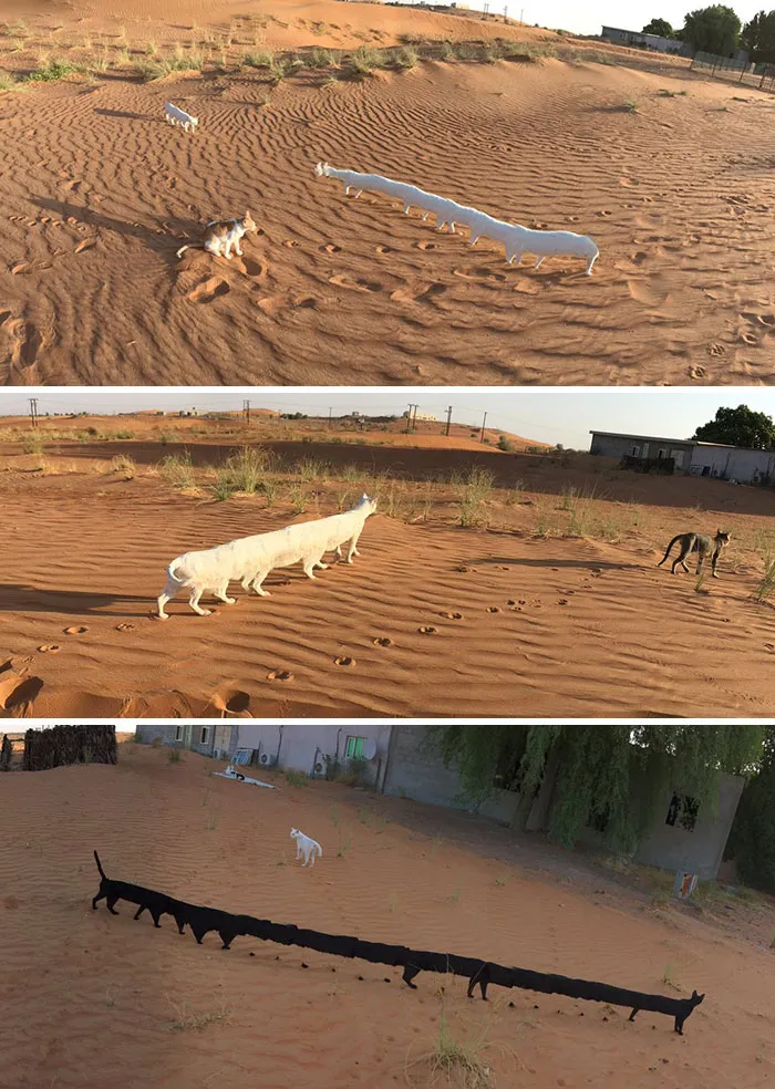 Cats Have Adapted To Living In The Desert