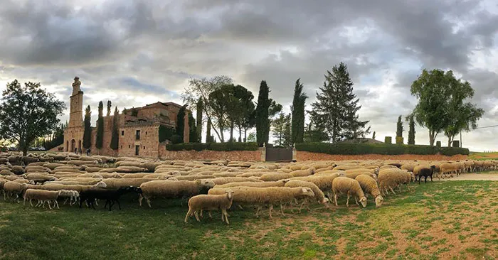 Las ovejas de Ayllon son muy diferentes