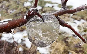 Farmer Surprised To Find 'Ghost Apples' On Trees After Polar Vortex