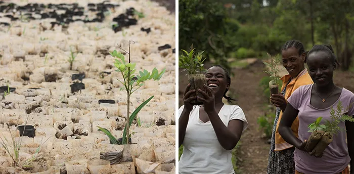 Search Engine That Plants Trees Every Time You Search Something Online