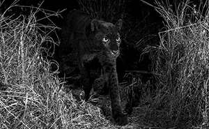 Photographer Sets Up Camera Traps To Photograph The Black Leopard In Africa For The First Time In 100 Years