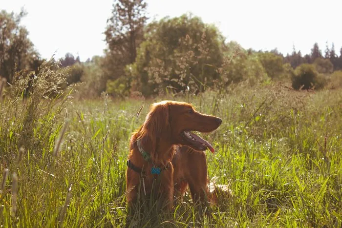 An Idea More Beneficial Than Dog Walking In Santa Monica