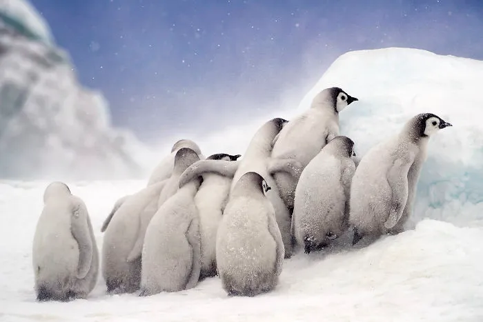 Natural World & Wildlife: 'Huddle' By Nadia Aly, United States