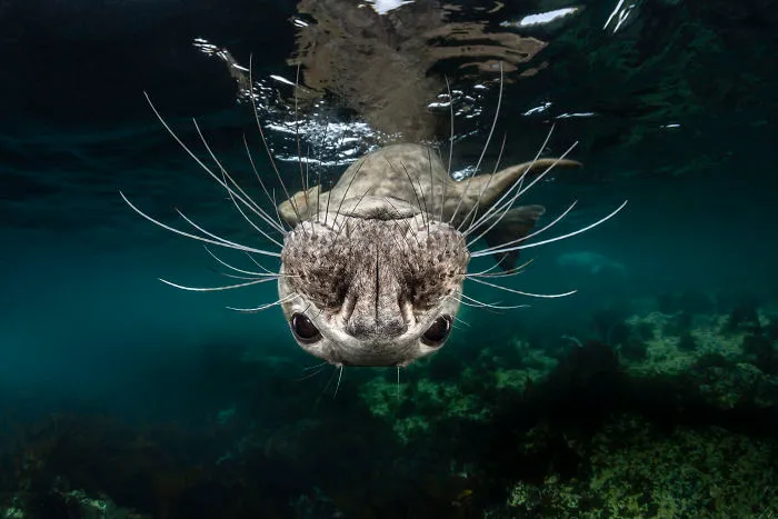 Natural World & Wildlife: 'Untitled' By Greg Lecoeur, France