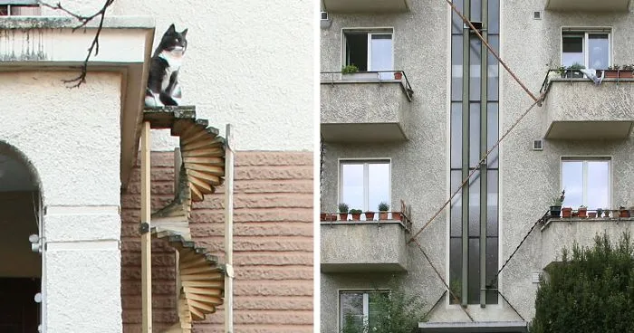 Photographer Documents The Phenomenon Of Cat Ladders In Switzerland (22 Pics)