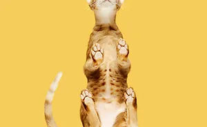 4 Years Ago, I Saw A Ridiculous-Looking Picture Of A Cat On A Glass Table, And Turned It Into An “Under-Cats” Project (24 New Pics)