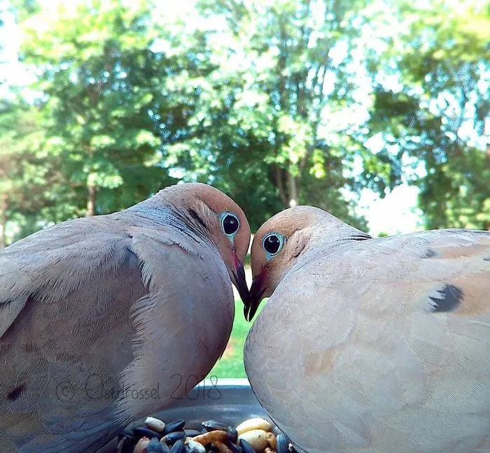 This Woman Set Up A Feeder Cam For Birds In Her Yard, And The Results Are Extraordinary (30 Pics)