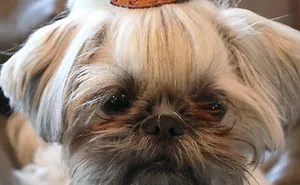 Looking For A Birthday Treat For My Puppy Led To A Crazy Challenge – I Am Making 365 Leather Dog Hats (20 More Pics)